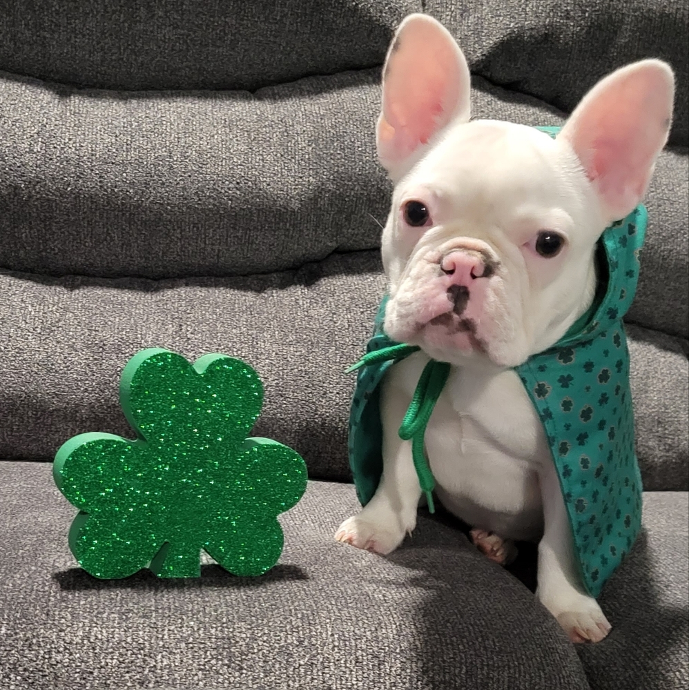 EUC Whisker City St. Patrick's Cape Shamrock-Medium ☘️ 🍀